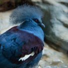 Blue bird